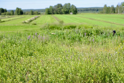 Scenic view of grassy field