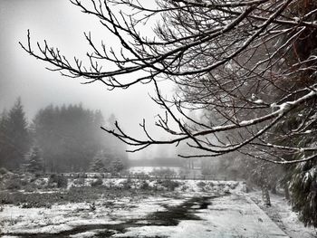 Bare trees on snow covered landscape