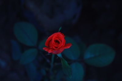 Close-up of red rose blooming outdoors