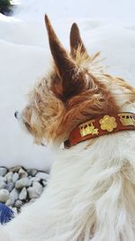 Close-up of dog