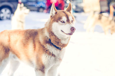 Close-up portrait of dog on snow