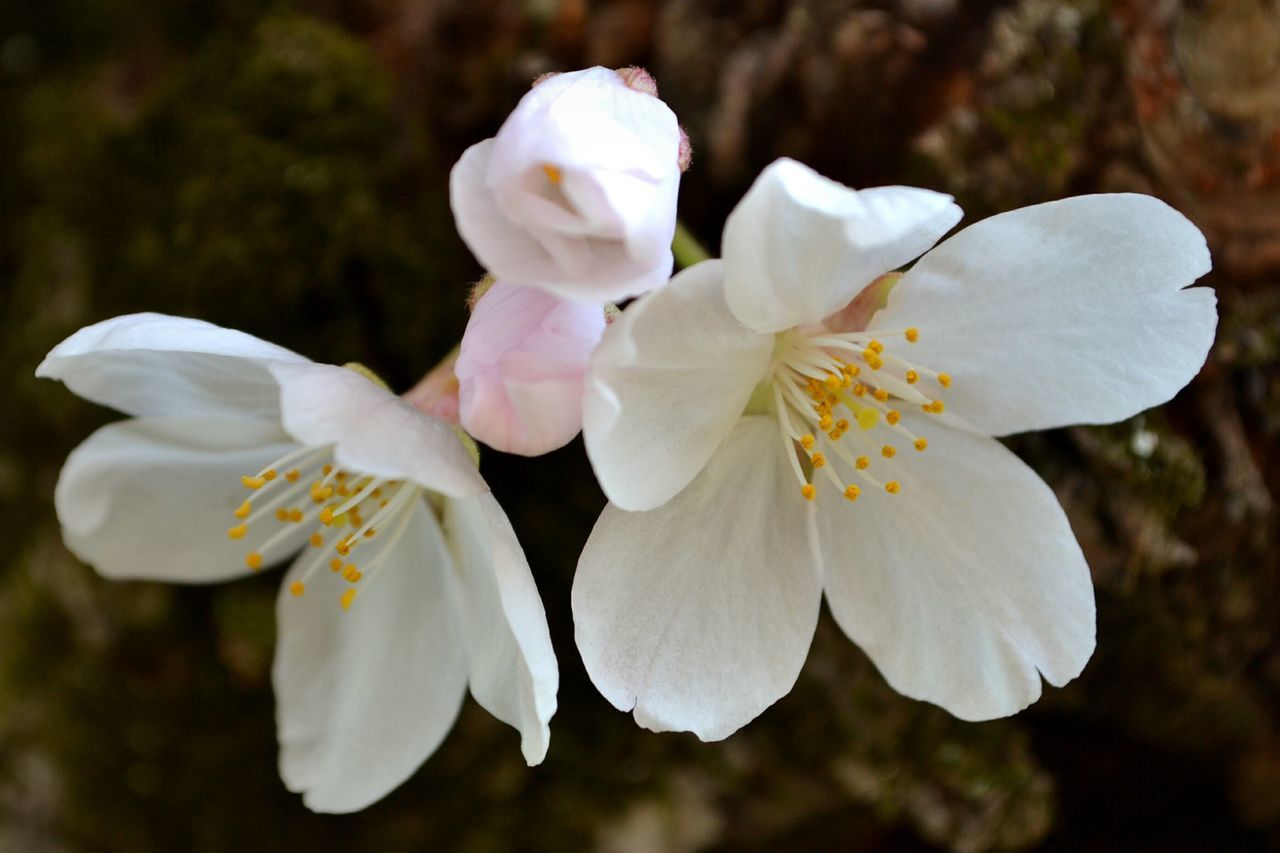 flower, petal, flower head, freshness, fragility, white color, beauty in nature, growth, close-up, focus on foreground, blooming, pollen, nature, stamen, in bloom, white, plant, blossom, day, outdoors