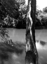 Tree trunk by lake against sky