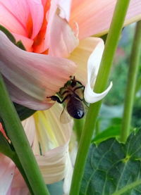 Close-up of bee on flower