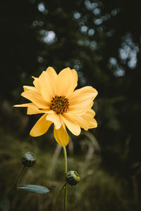 Close-up of yellow flowering plant