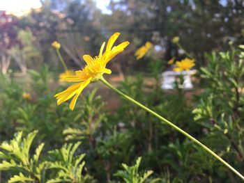 Close-up of yellow flower