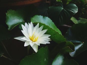 Close-up of white flowering plant