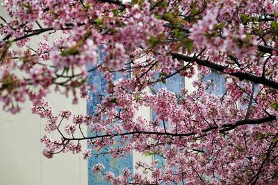 Low angle view of cherry blossom tree