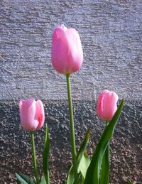 Close-up of pink rose