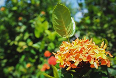 Close-up of orange flowering plant