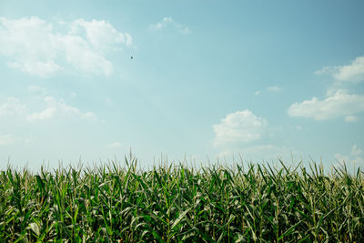 Crops growing on field against sky