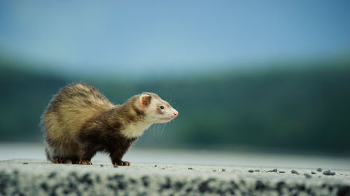 Side view of ferret on retaining wall