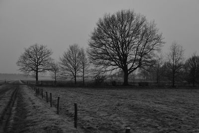 Bare tree on field against clear sky