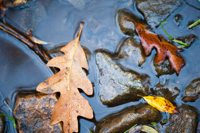 High angle view of leaves in lake