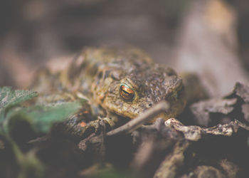 Close-up of frog