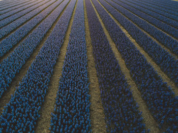 Full frame shot of flowers growing on field