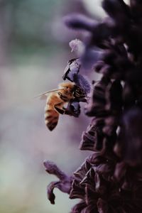 Close-up of bee on purple flower plant