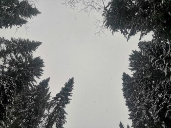 Low angle view of silhouette trees against sky during winter