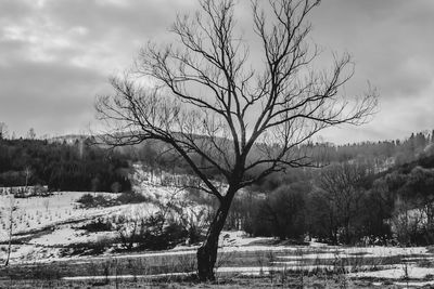 Bare tree on snow covered land against sky