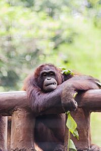 Orangutan expression. the orangutans is one of great apes native to indonesia and malaysia.