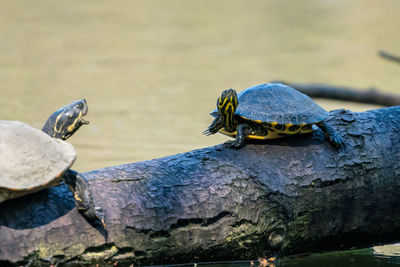 High angle view of crab on rock