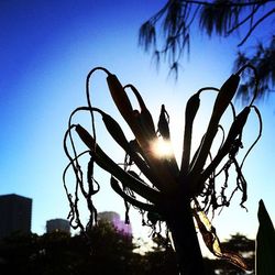 Low angle view of palm trees against sky