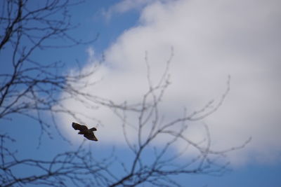 Low angle view of birds perched on branch