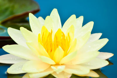 Close-up of water lily