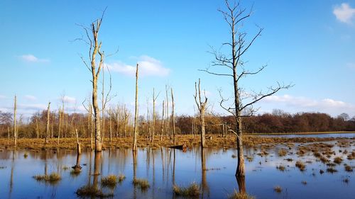 Bare trees on lake against sky