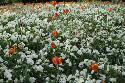 Close-up of tulips blooming in field