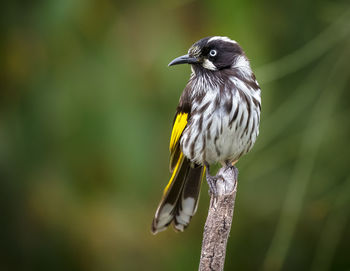 Close-up of bird perching outdoors