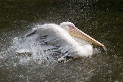 View of bird in water