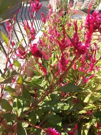 Close-up of pink flowers growing on plant