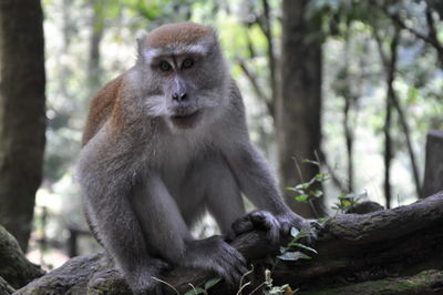 Portrait of monkey sitting on tree in forest
