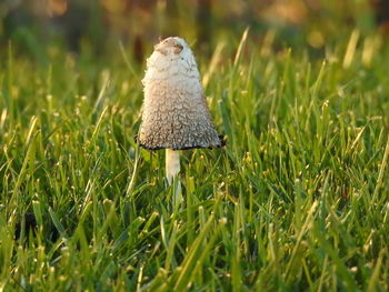 Close-up of mushroom growing on grassy field