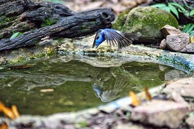 Close-up of birds in water
