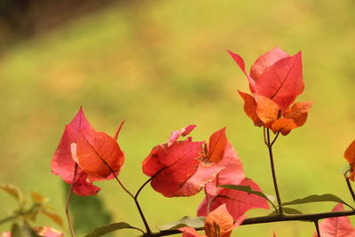 Close-up of red leaves on plant during autumn