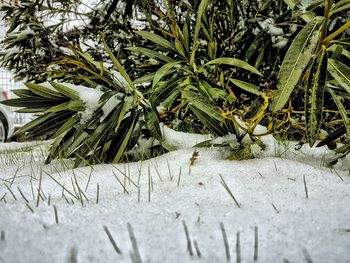 Close-up of snow on plants during winter