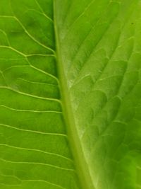 Full frame shot of green leaf