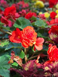 Close-up of red flowers blooming outdoors