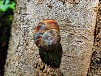 Close-up of snail on tree trunk