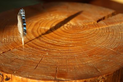 Close-up of tree stump