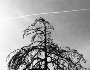 Low angle view of bare tree against sky