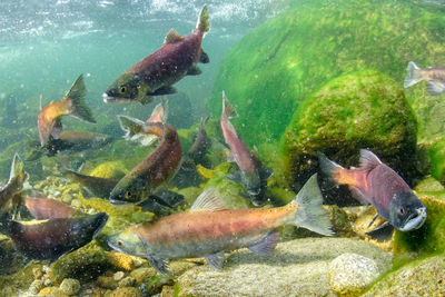 Kokanee, also known as sockeye, salmon spawning in big creek.