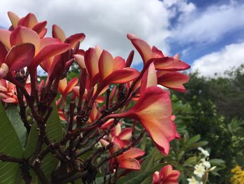 Close-up of red flowering plants against cloudy sky