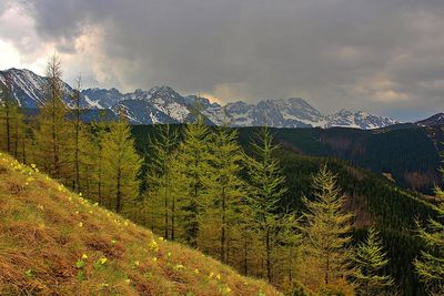 Scenic view of pine trees by mountains against sky