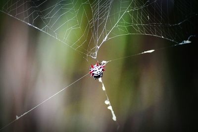 Close-up of spider on web