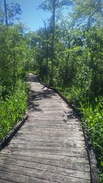 Narrow walkway along trees