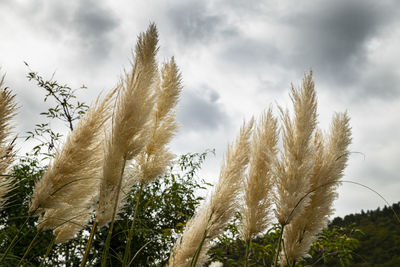 Low angle view of plants against sky