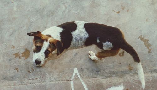 High angle view of dog